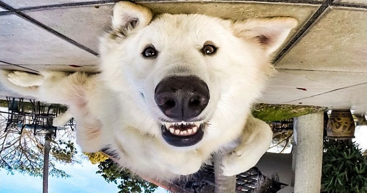 22 Cachorros que vão te ajudar a sorrir nos dias mais tristes 22 Cachorros que vão te ajudar a sorrir nos dias mais tristes