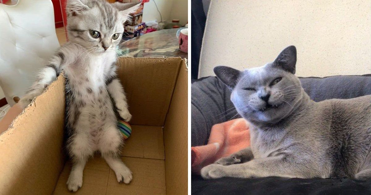 20 Gatos que sabem expressar bem o que sentem (e acabam sendo muito engraçados)