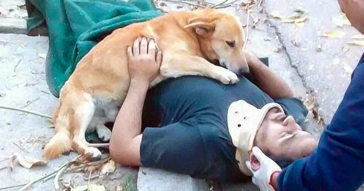 17 Provas de que não merecemos os cachorros 17 Provas de que não merecemos os cachorros