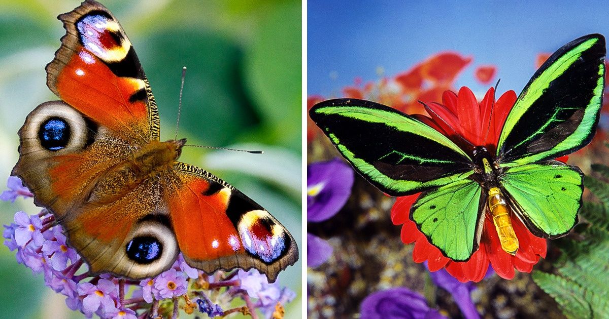 15+ Borboletas que tiraram nosso fôlego com sua encantadora beleza