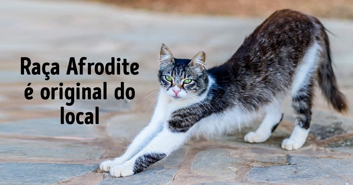 Conheça Chipre! Tudo sobre a encantadora ilha europeia de lindas praias e  muitos gatos!