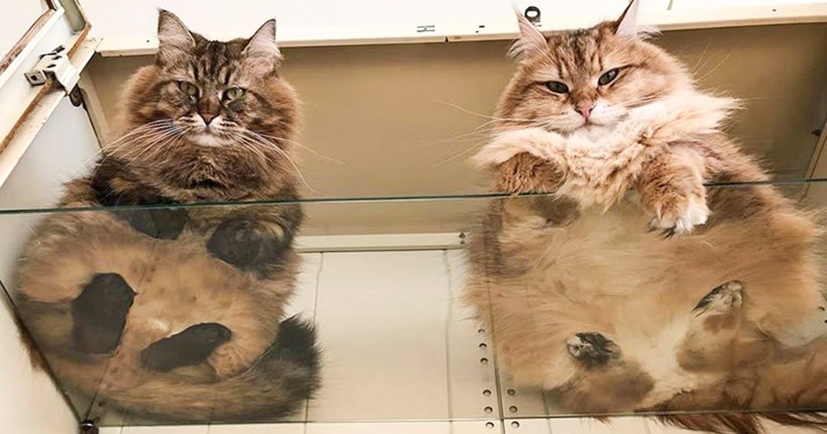 20+ Fotos fofas de animais que vão ajudá-lo a aguentar até o dia de trabalho mais estressante