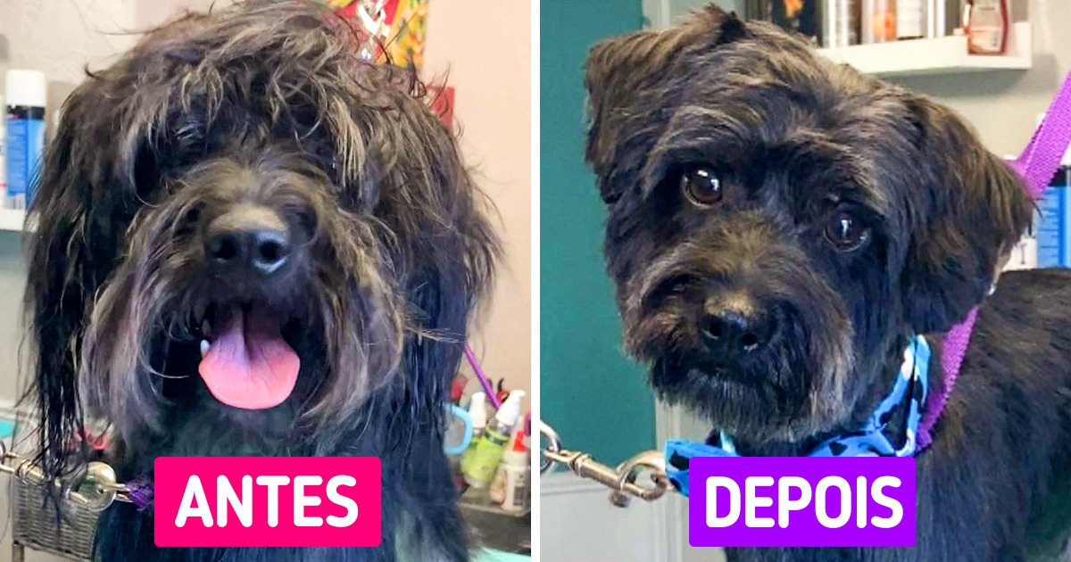 20+ Animais de estimação que passaram por uma verdadeira transformação após receber uma boa tosa 20+ Animais de estimação que passaram por uma verdadeira transformação após receber uma boa tosa