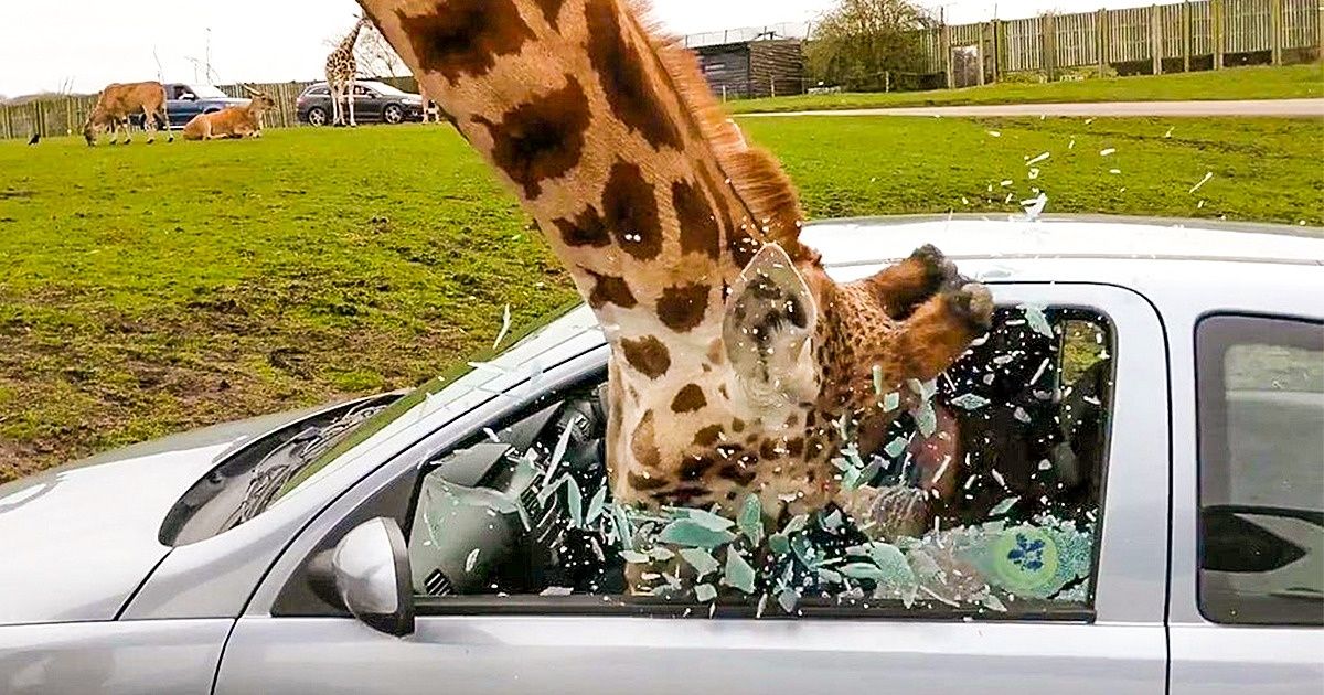 18 Fotos que farão você quebrar a cabeça para entender o que acontece