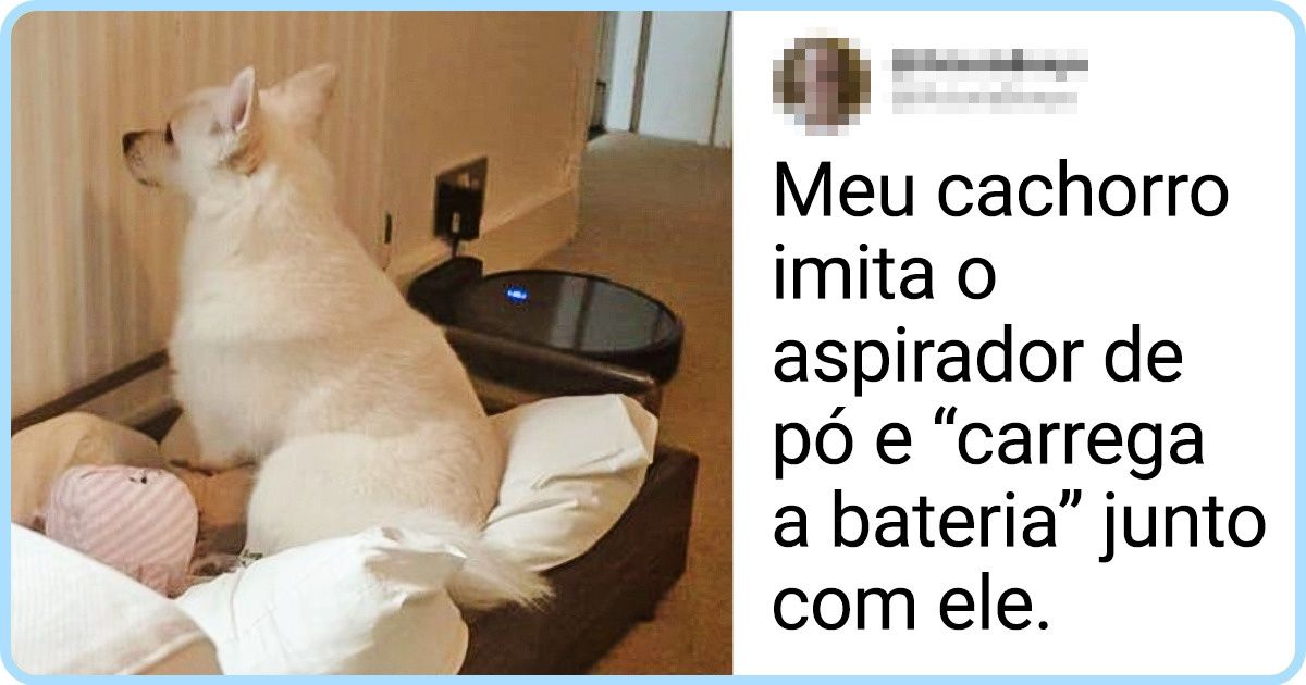 19 Animais de estimação e a arte de se comportar da forma mais estranha do mundo 19 Animais de estimação e a arte de se comportar da forma mais estranha do mundo