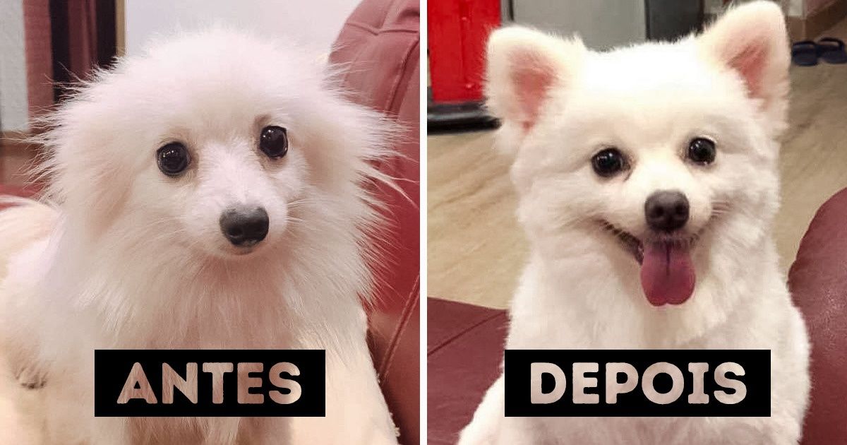 16 Provas do quanto um pouco de amor pode mudar para sempre a vida de um animal