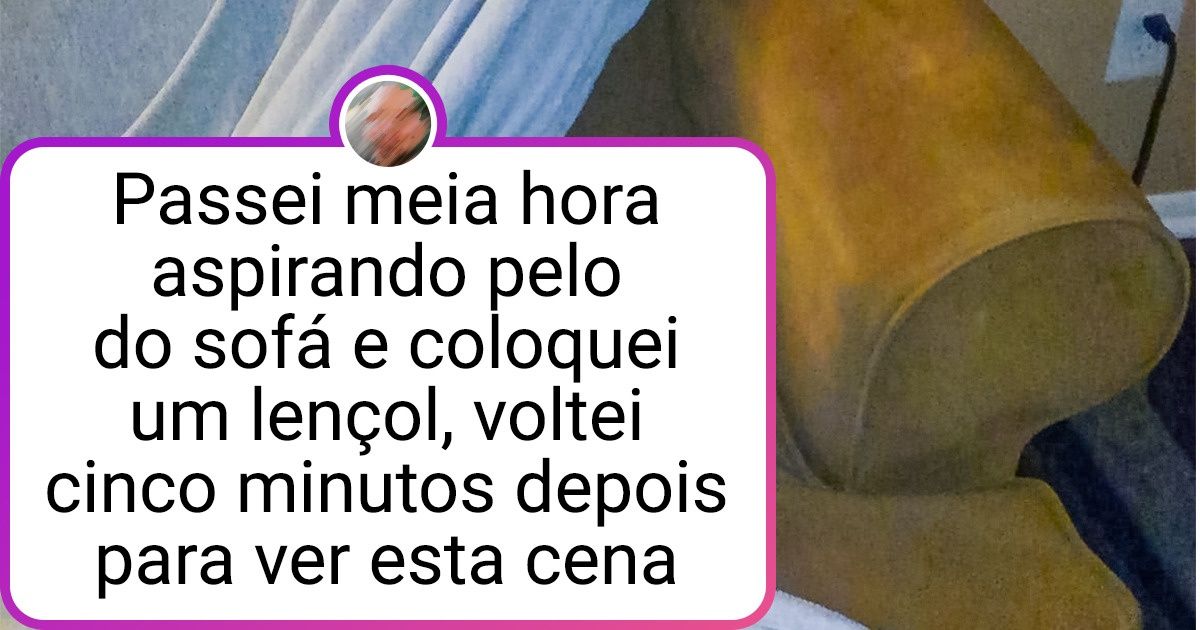 25 Pets tão fofos que você não consegue ficar com raiva apesar das travessuras 25 Pets tão fofos que você não consegue ficar com raiva apesar das travessuras
