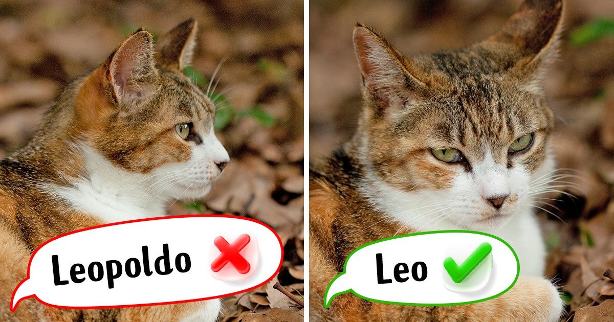Trabalho como zoopsicóloga há 11 anos e compartilharei dicas que todo amante de gatos deveria saber Trabalho como zoopsicóloga há 11 anos e compartilharei dicas que todo amante de gatos deveria saber