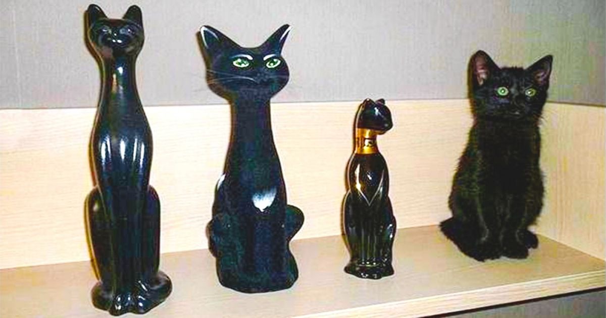 Animais campeões em brincar de esconde-esconde