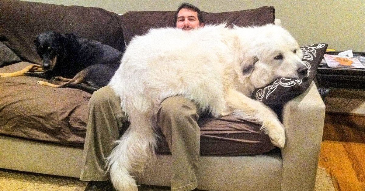 20+ Pessoas que queriam um cachorro e conseguiram um “urso doméstico”