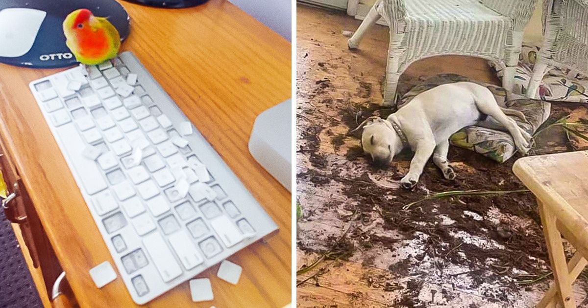 20+ Animais arteiros que foram pegos em flagrante e acabaram criando situações no mínimo hilárias 20+ Animais arteiros que foram pegos em flagrante e acabaram criando situações no mínimo hilárias