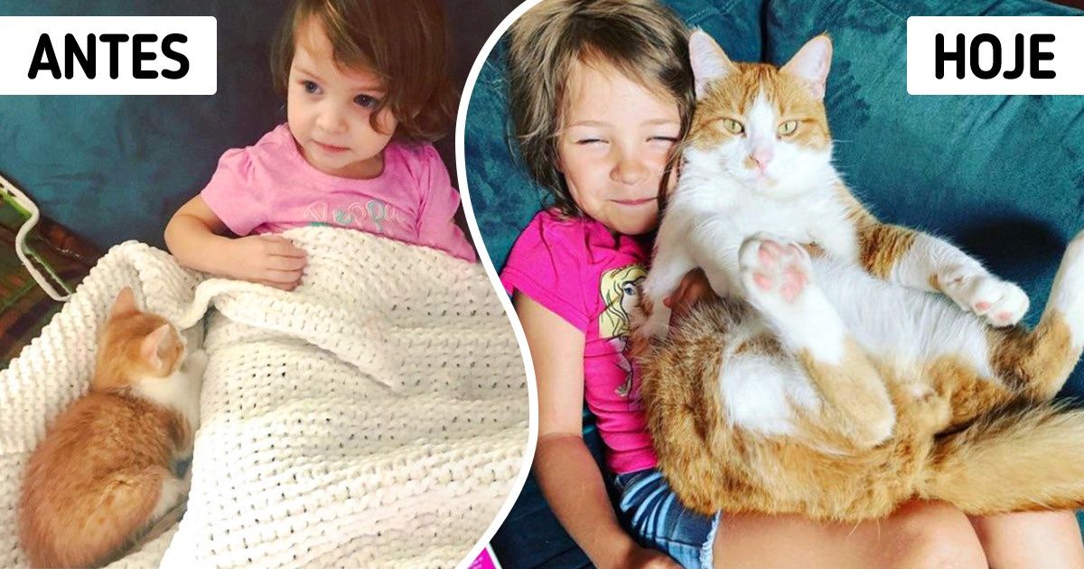 20 Pets que cresceram e viraram verdadeiras bolas de pelo... e de amor 20 Pets que cresceram e viraram verdadeiras bolas de pelo... e de amor