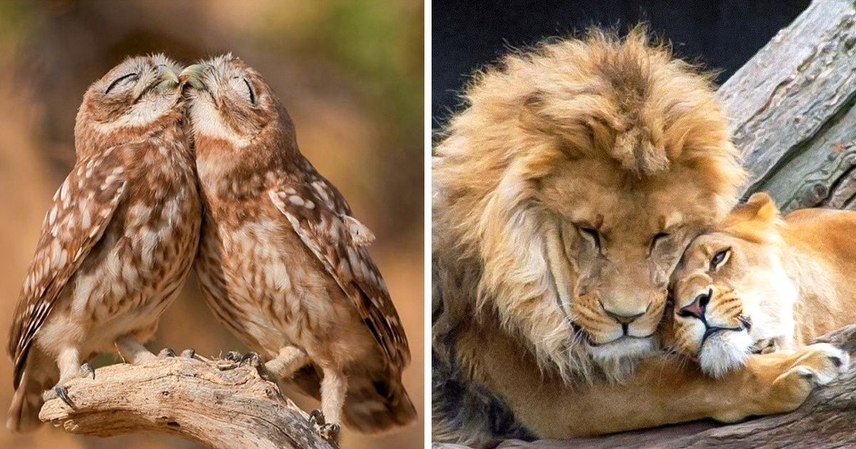 20 Casais de animais que provam que o amor existe de verdade