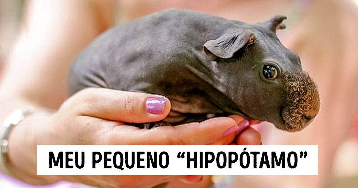 20+ Fotos de lindos animais que cabem na palma da mão