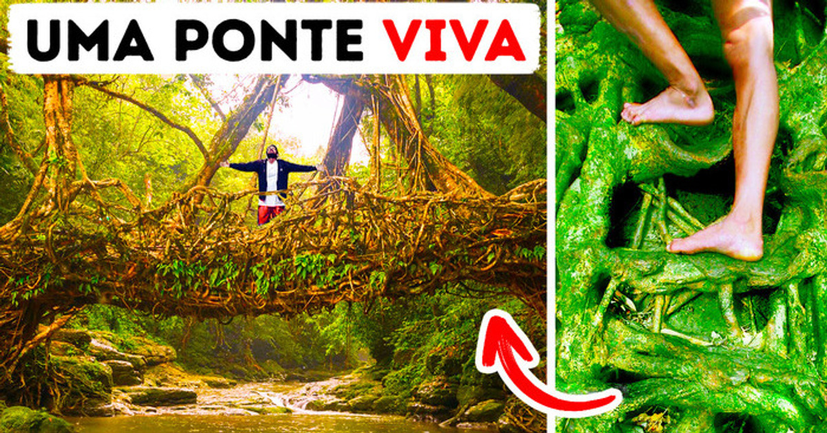 Tribos indianas constroem pontes com raízes de árvores que duram mais de 500 anos Tribos indianas constroem pontes com raízes de árvores que duram mais de 500 anos