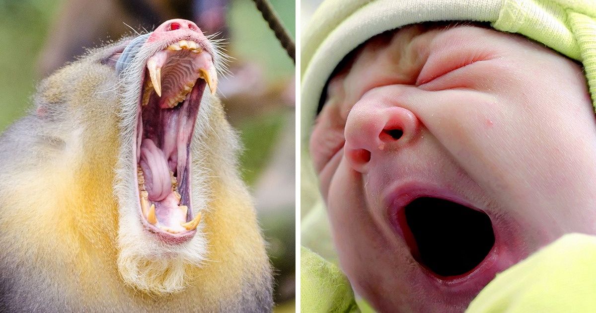 Teste: você consegue olhar para estas 20 fotos sem bocejar?