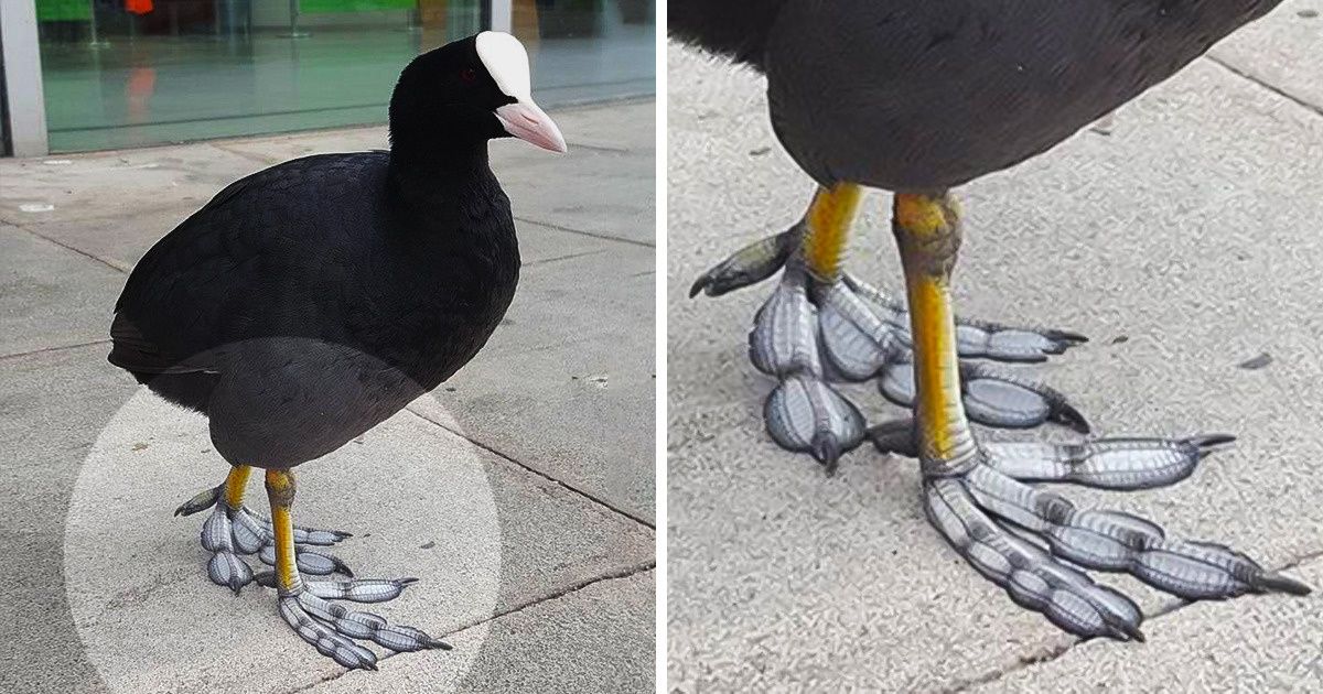 O pássaro com patas incríveis que parecem penas (12 fotos) O pássaro com patas incríveis que parecem penas (12 fotos)