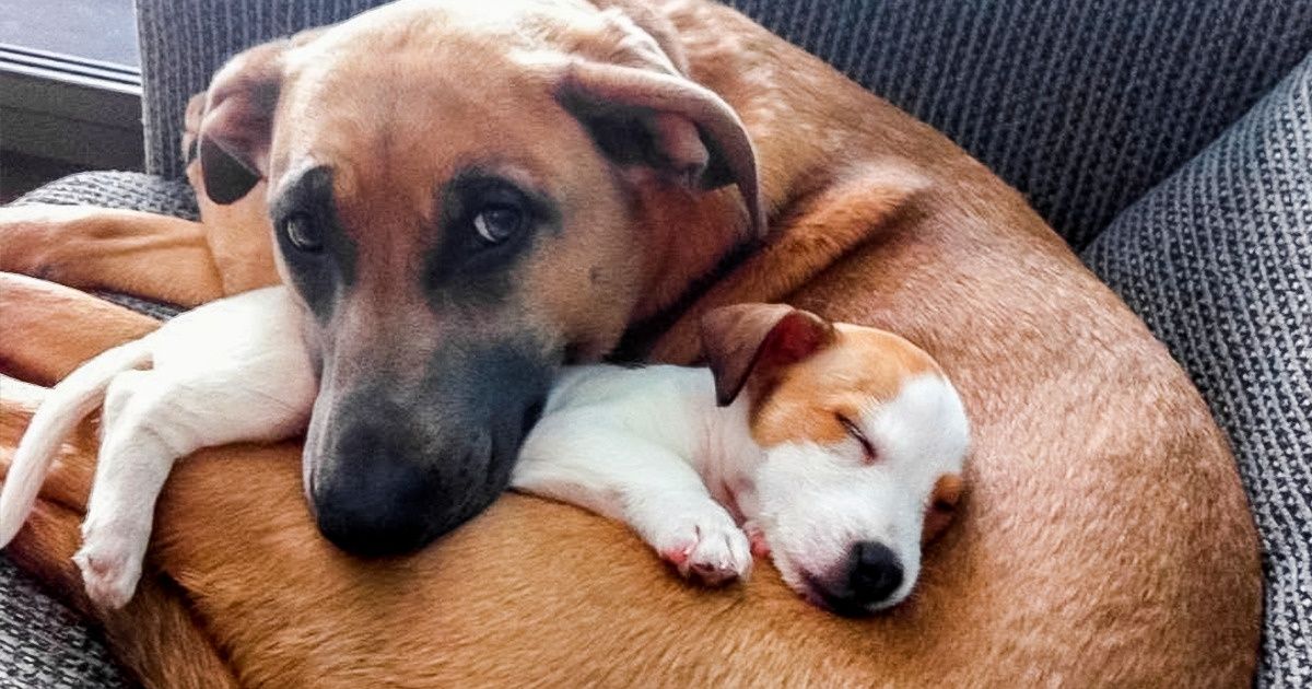 Animais de estimação adultos conhecem o novo integrante peludo da família e suas reações são únicas
