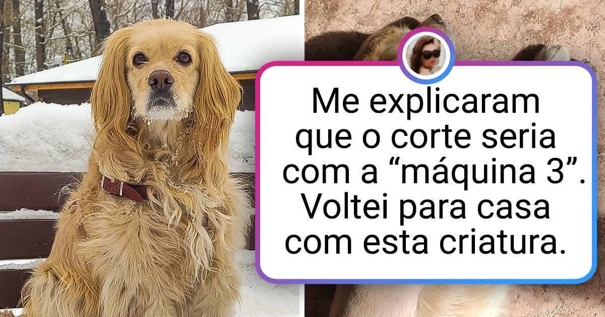19 Animais que receberam um novo penteado e ficaram irreconhecíveis até para seus donos 19 Animais que receberam um novo penteado e ficaram irreconhecíveis até para seus donos