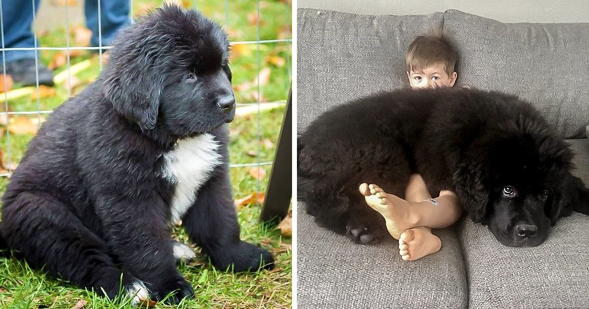 20 Animais tão grandes que não estão aqui pra brincadeira