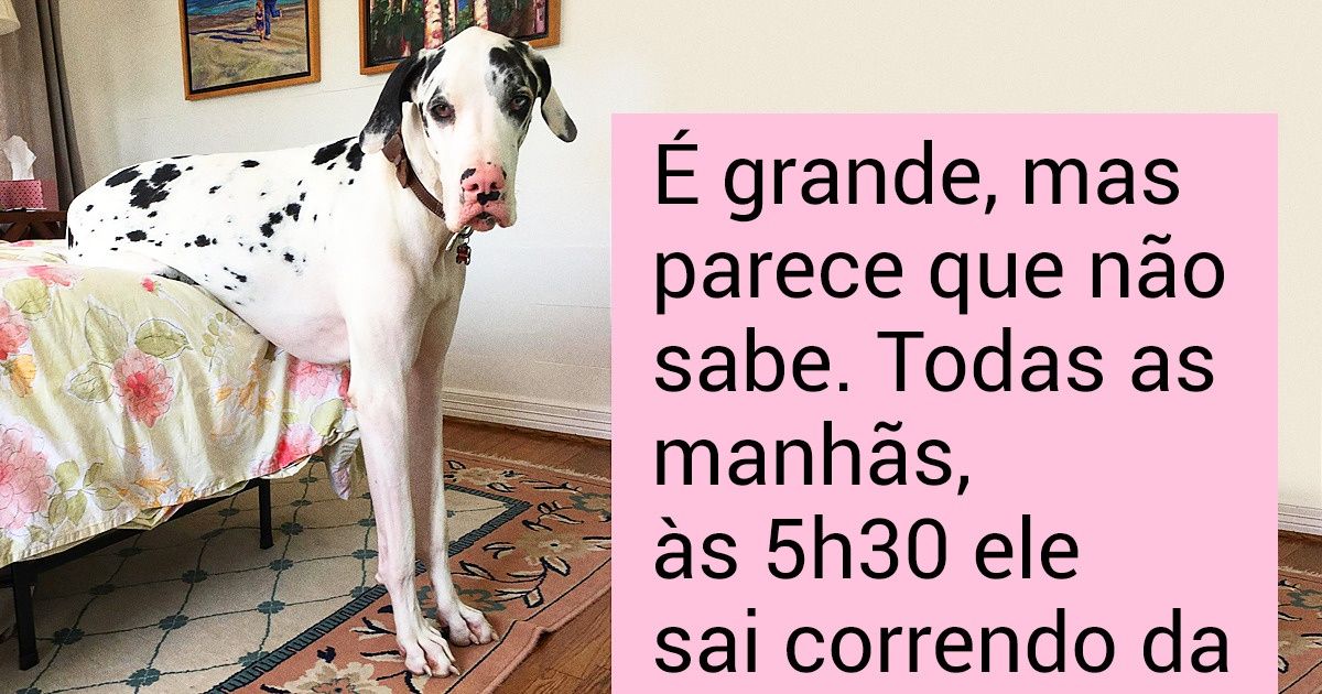 16 Cachorros que, apesar do seu tamanho, continuam sendo muito fofos