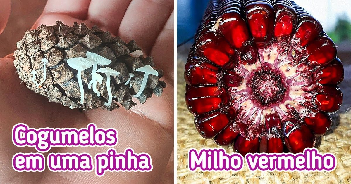 20+ Pessoas que tiraram a sorte grande ao encontrar verdadeiras joias da Mãe Natureza 20+ Pessoas que tiraram a sorte grande ao encontrar verdadeiras joias da Mãe Natureza