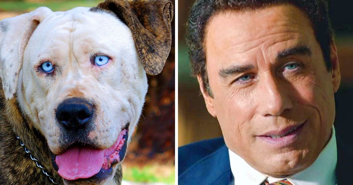 15 Famosos que possuem sósias de quatro patas 15 Famosos que possuem sósias de quatro patas