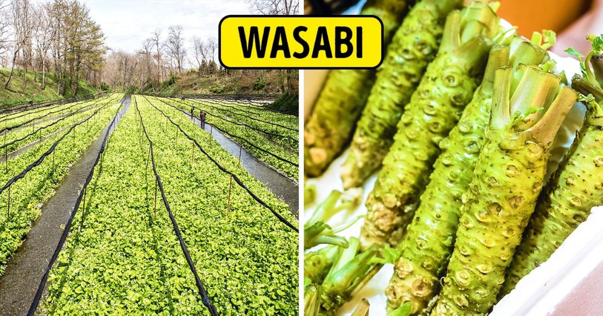 12 Vegetais que crescem de forma diferente da que você imaginava