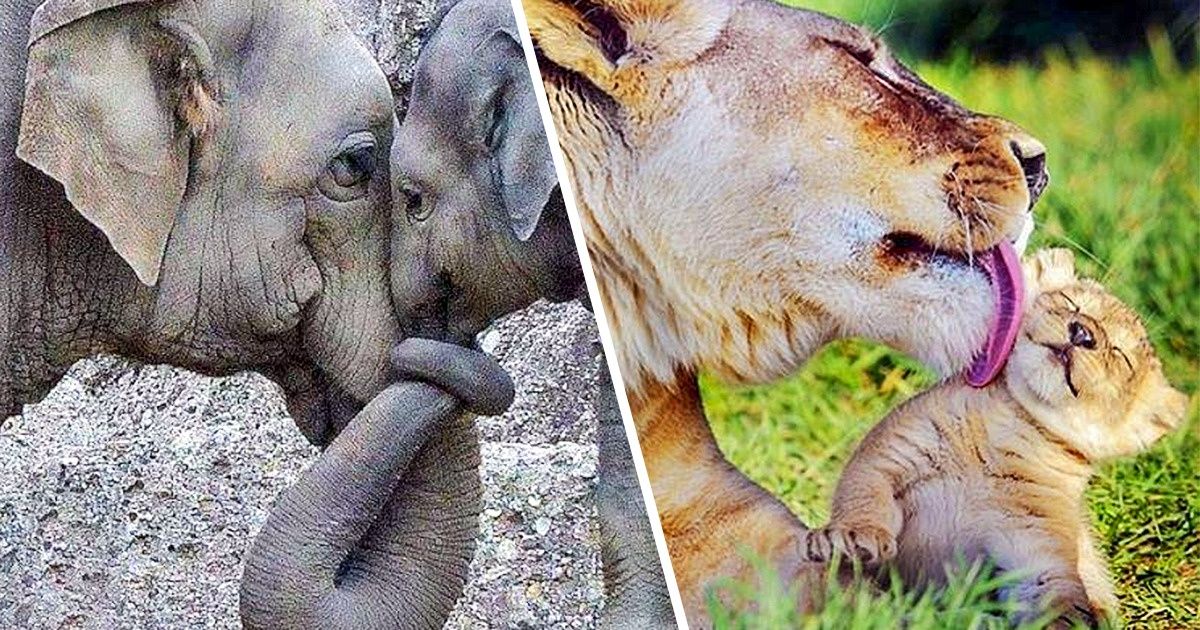 20 Fotos de animais que provam que não há nada maior e melhor que o amor materno