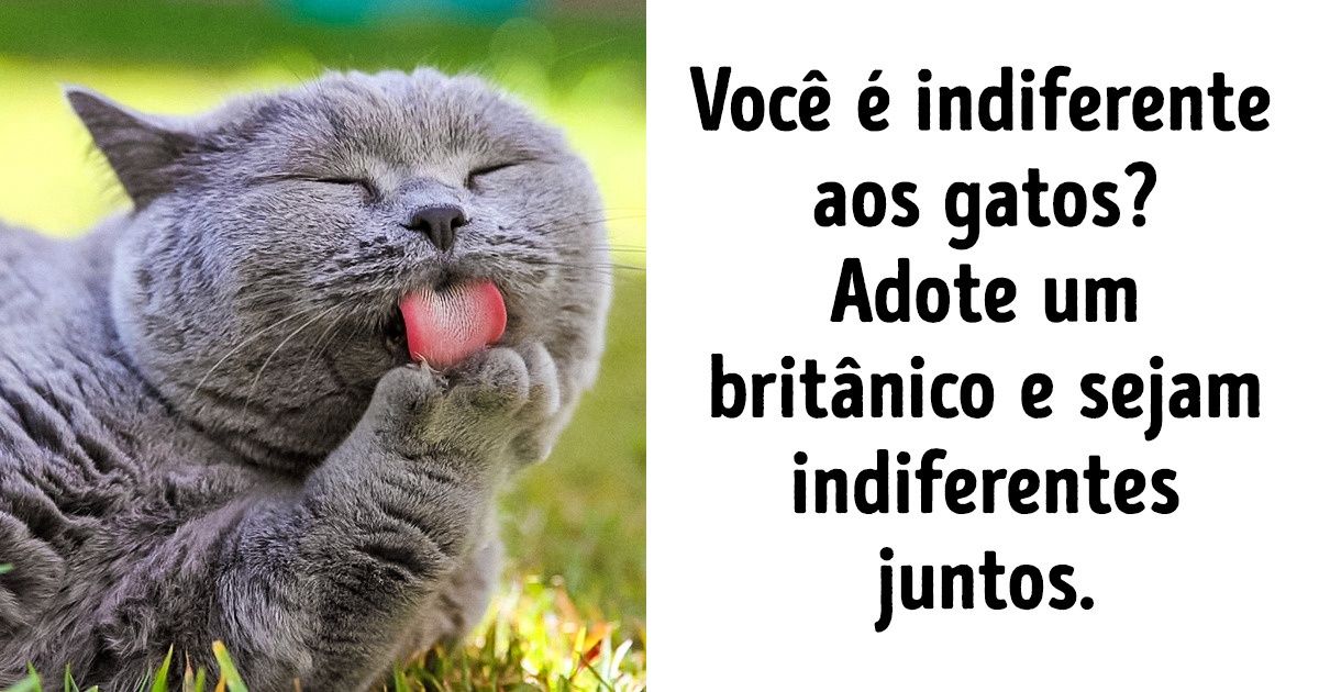 Tudo sobre psicologia dos gatos, segundo uma criadora experiente