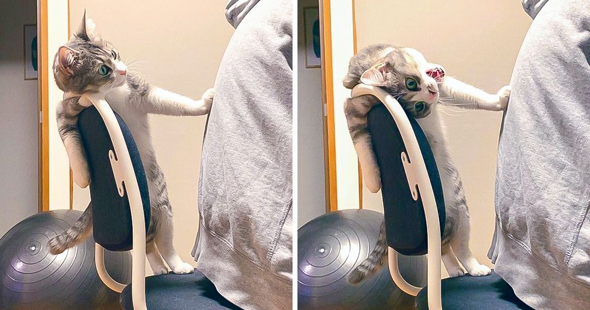 20 Fotos de animais em situações inusitadas 20 Fotos de animais em situações inusitadas