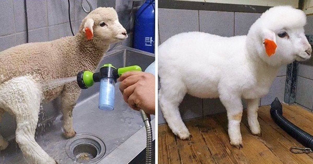 20+ Antes e depois de animais que passaram por mudanças radicais