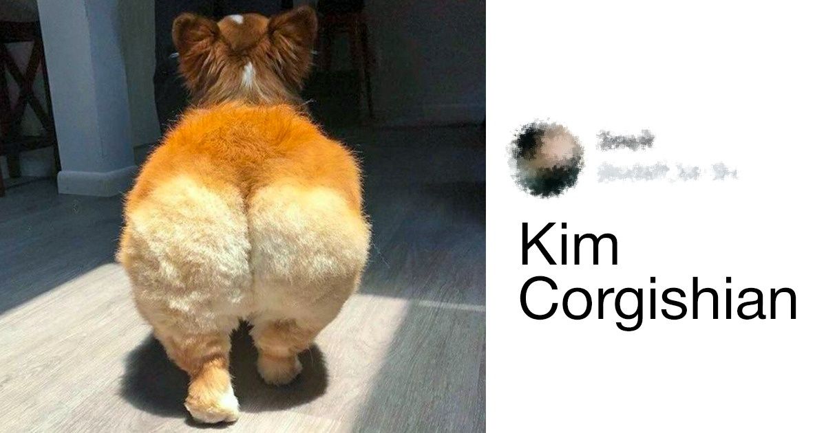 19 Razões para amar os cachorros da raça corgi