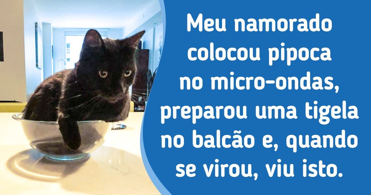 20+ Gatos que encontraram o lugar perfeito para se acomodar (e nós não contestamos isso) 20+ Gatos que encontraram o lugar perfeito para se acomodar (e nós não contestamos isso)