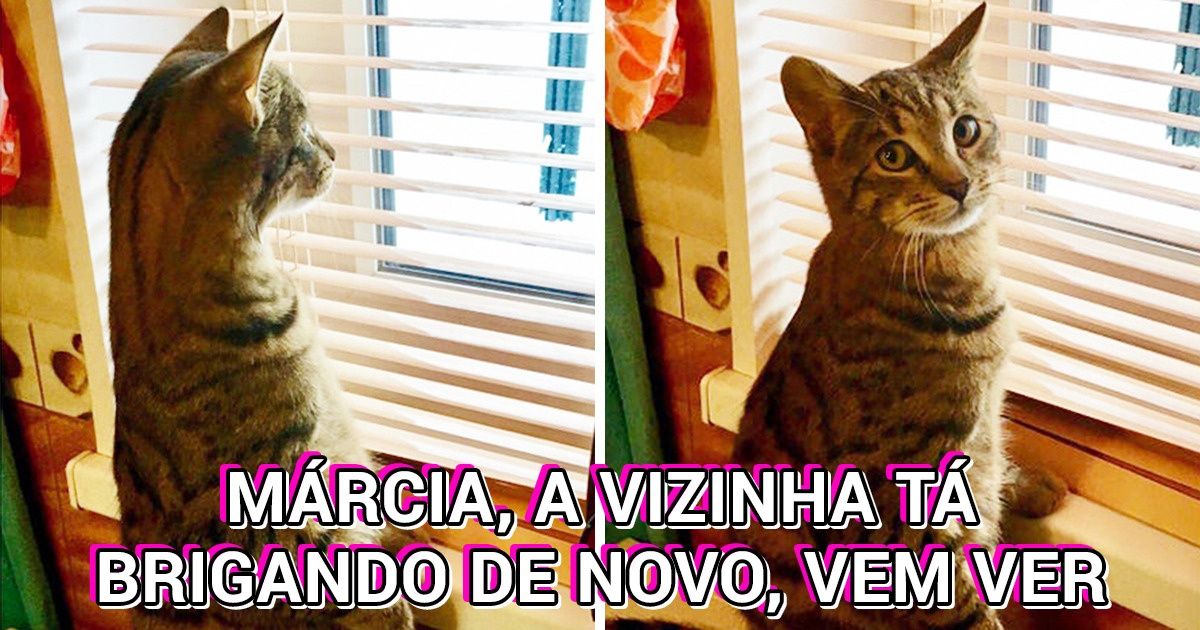 20+ Imagens de gatos em situações embaraçosas que nos renderam boas gargalhadas