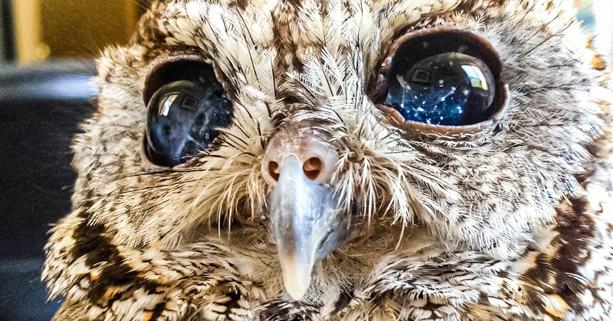 Conheça Zeus, uma coruja resgatada que possui “estrelas” nos olhos