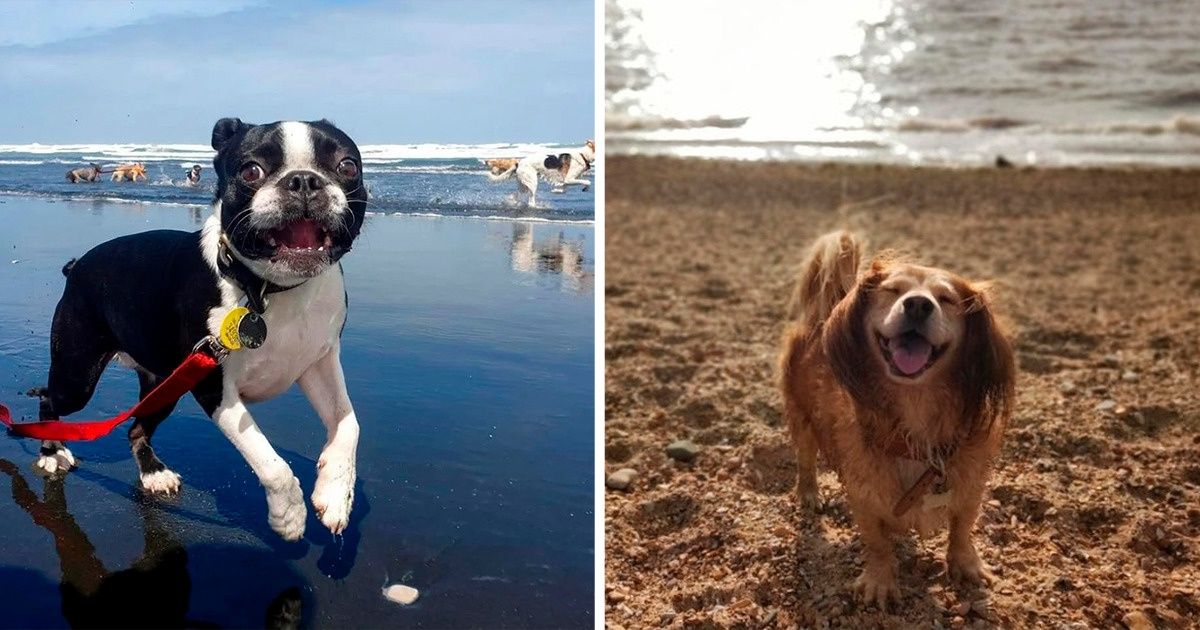 23 Fotos que registram a felicidade genuína de cachorros “praieiros”