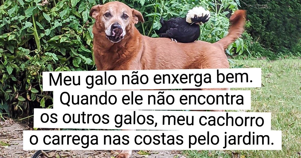 20+ Animais que nos ensinam o verdadeiro significado da palavra amizade
