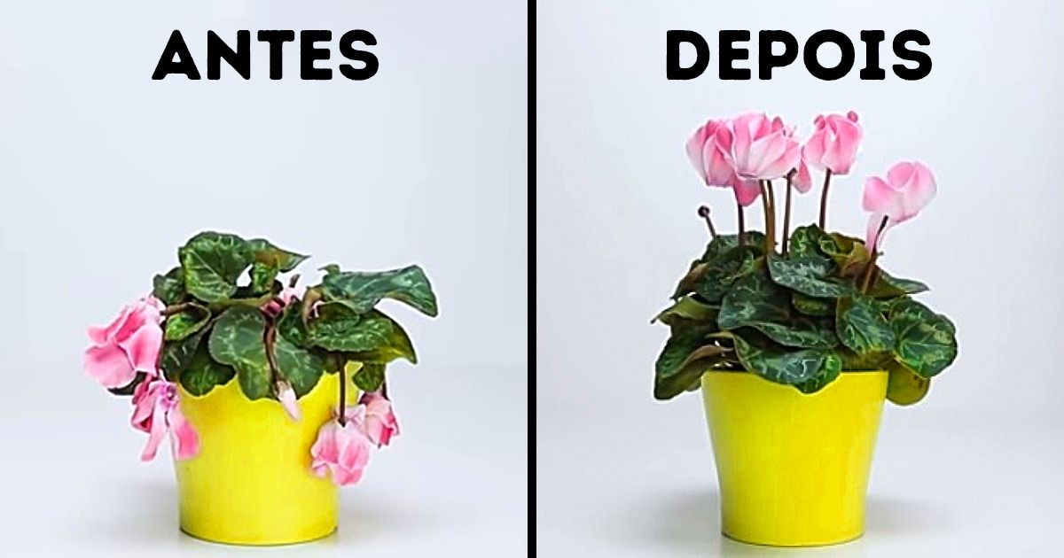 11 Plantas para cultivar em sua horta e dicas para mantê-las lindas 11 Plantas para cultivar em sua horta e dicas para mantê-las lindas