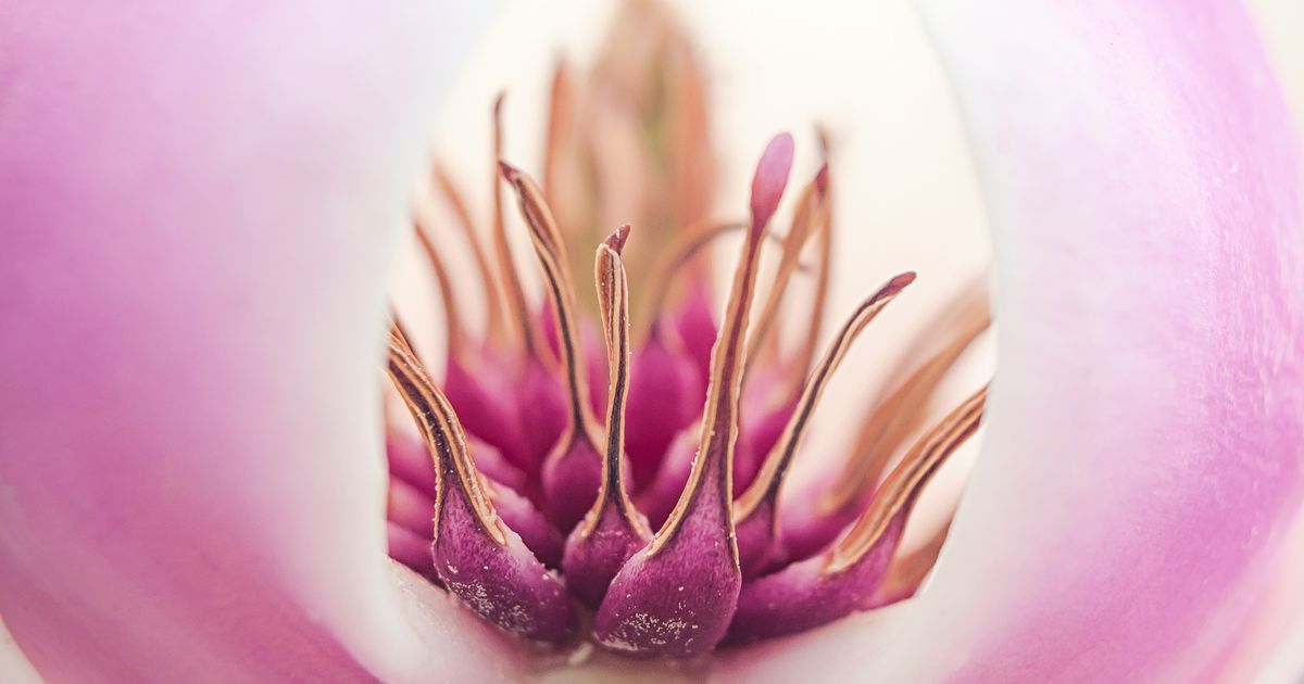 20 Microfotografias impressionantes 20 Microfotografias impressionantes
