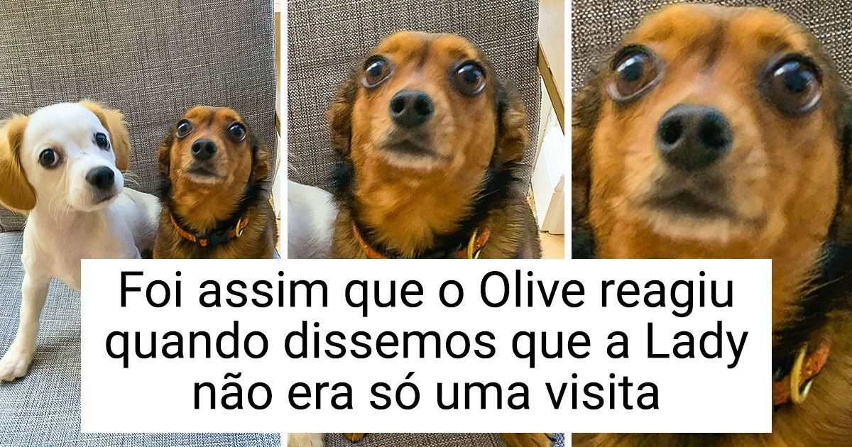 20+ Cães que não conseguiram dissimular sua perplexidade com a chegada de um novo membro na família