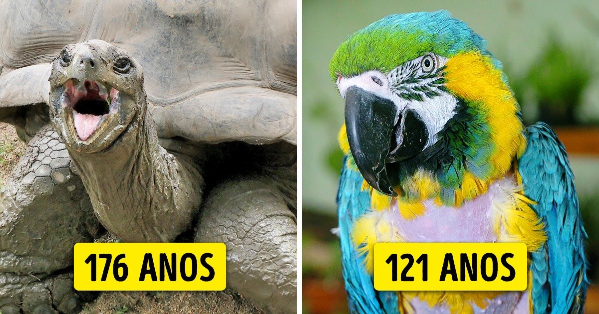 10+ Animais que superaram sua expectativa de vida e surpreendem a todos com a sua idade 10+ Animais que superaram sua expectativa de vida e surpreendem a todos com a sua idade