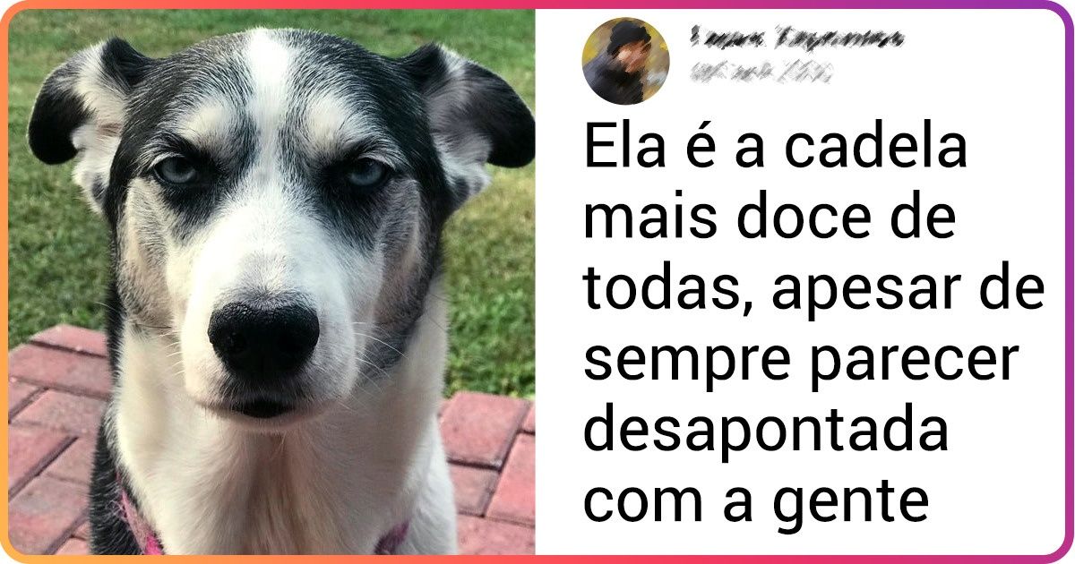 20 Pets cujas atitudes mostram que eles não só nos entendem, como podem nos julgar 20 Pets cujas atitudes mostram que eles não só nos entendem, como podem nos julgar