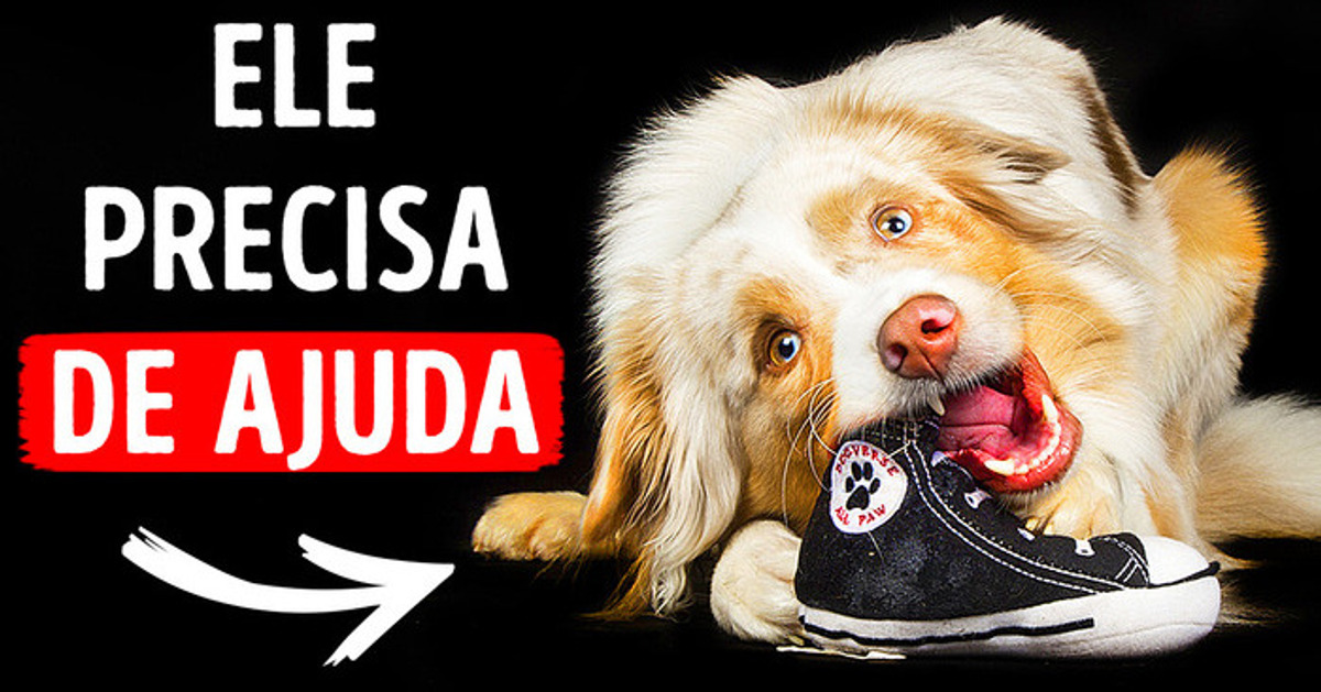11 Sinais de que seu cão está estressado e você talvez não perceba