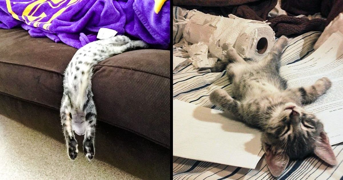 30 Fotos que mostram que os gatos fazem a alegria de qualquer pessoa