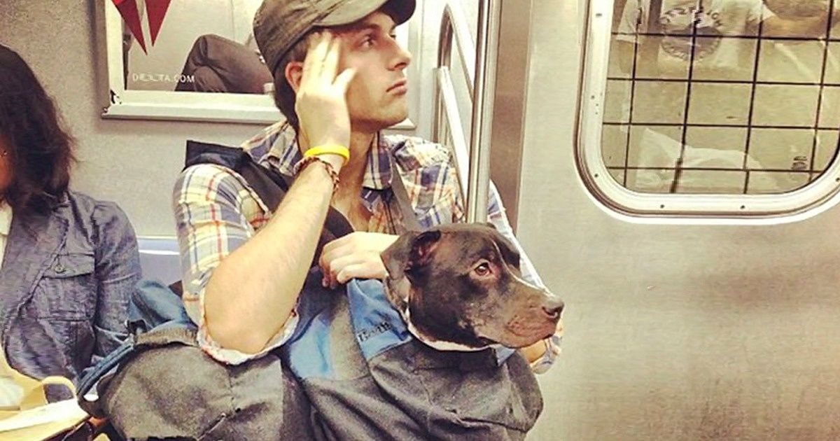Os nova-iorquinos encontraram uma saída para a proibição de levar animais no metrô