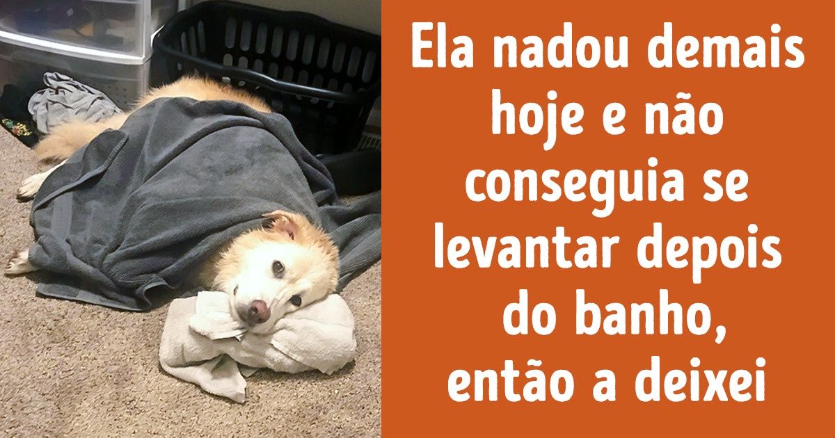 15 Animais que escolheram um lugar estranho para descansar 15 Animais que escolheram um lugar estranho para descansar