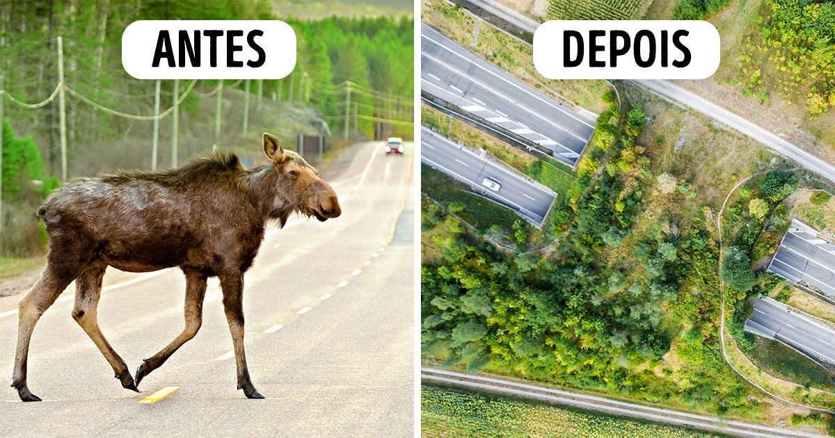 Passarelas super eficientes para evitar o atropelamento de animais Passarelas super eficientes para evitar o atropelamento de animais