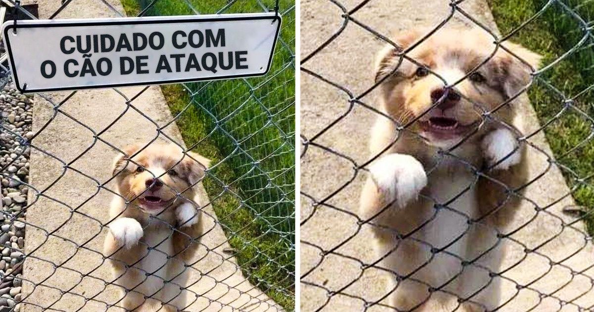 18 Animais que não combinam com a placa de alerta: “Cuidado com o cão” 18 Animais que não combinam com a placa de alerta: “Cuidado com o cão”