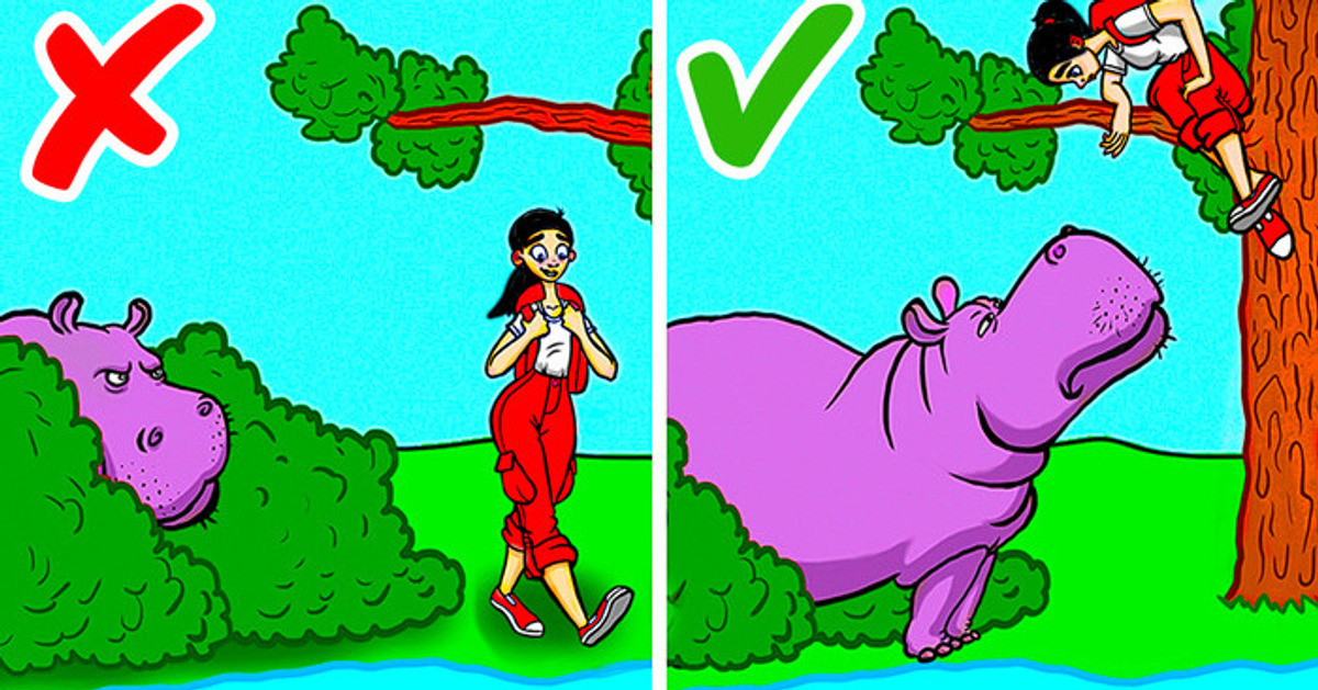 O que fazer se você topar com um leão-da-montanha, um urso ou outros animais selvagens